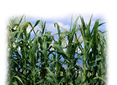 India Biozax Organic Foliar Spray