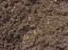 Organic Manure (India)