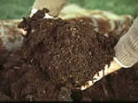 Egypt Organic Fertilizer