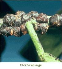 India Organic Alkaloids