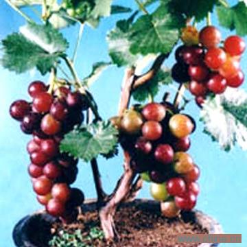 Growth Regulator for Crops