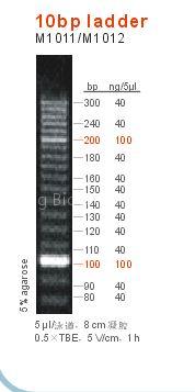 DNA ladder,10bp DNA ladder/marker20090921