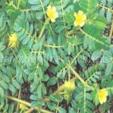 tribulus terrestris saponins