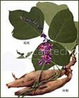 isoflavones