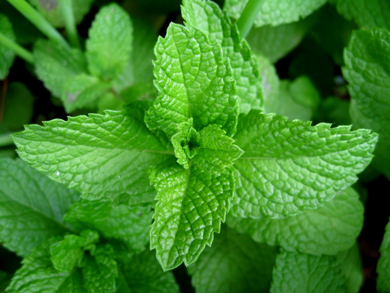 Mint Powder