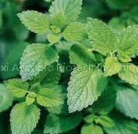Lemon Balm P.E