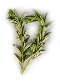 rosemary extract 6%