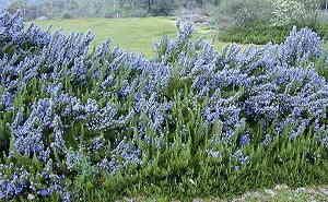 Rosemary Extract Series