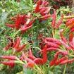 Capsaicin(sales9 at lgberry dot com dot cn )