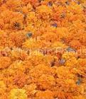 Lutein & Zeaxanthin (sales6 at lgberry dot com dot cn)