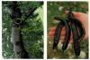 Locust Bean Gum (Netherlands)