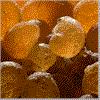 Malaysia Arabic Gum ( Sudanese-kordofan)