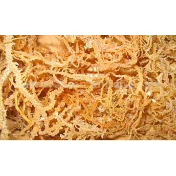 Carrageenan