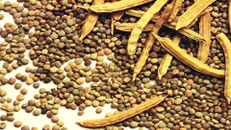 Bangladesh Indian Guar Gum Splits