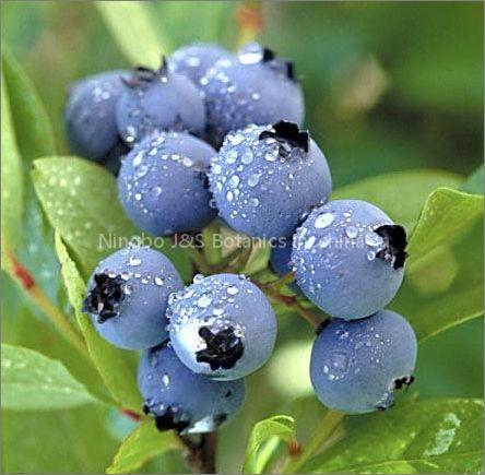 Bilberry Extract, Blueberry Extract, European bilberry extract