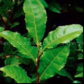 Green tea extract
