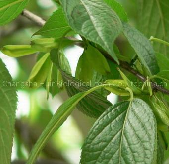 Taraxacum mongolicum Extract sweetyhuir(at)hotmail(dot)com