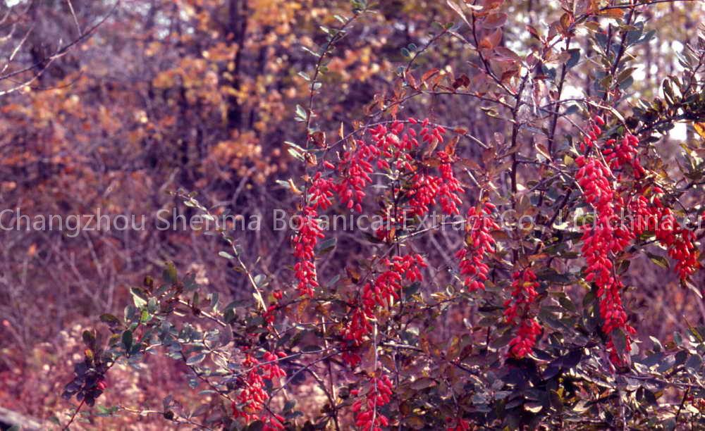Barberry Extract Sales