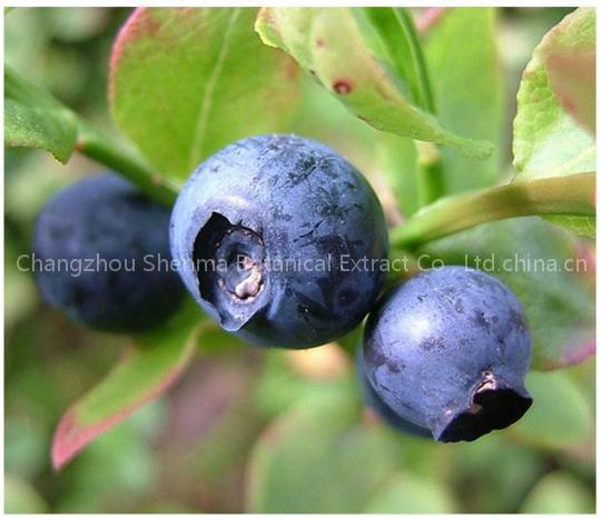 Bilberry Extract Sales