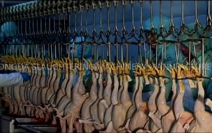 Halal Chicken Slaughter Euipment Line