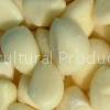 peeled garlic clove
