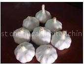 garlic 6.0cm
