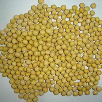 organic soybean