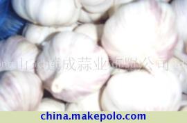 fresh garlic