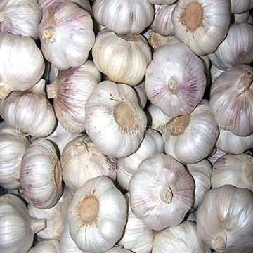 garlic