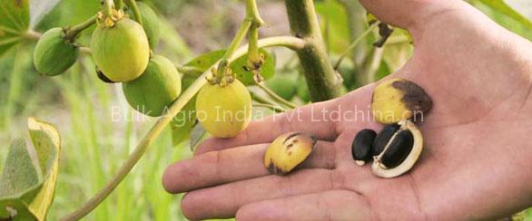 Jatropha seeds for germination