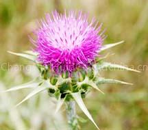 Milk?Thistle?P.E.
