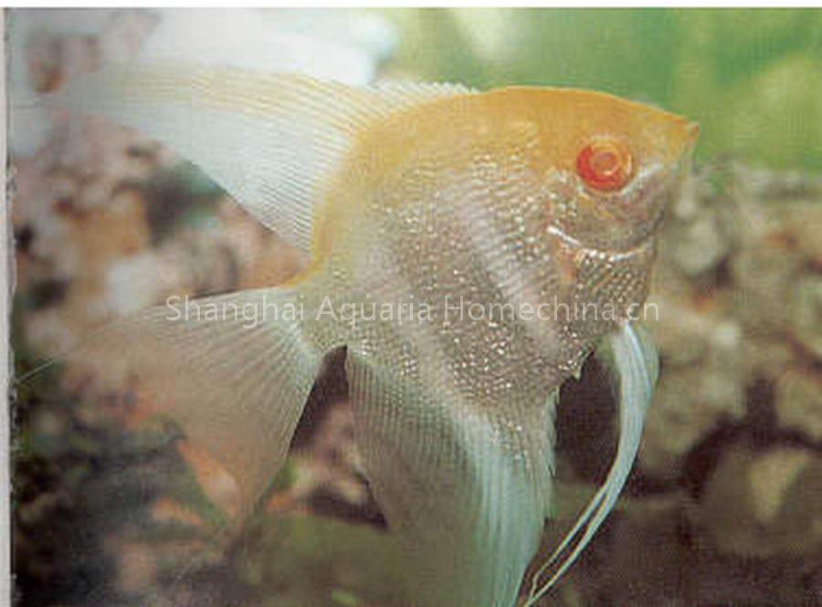aquarium fish ,tropical fish, goldfish
