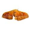 male silk moth extract(sales9 at lgberry dot com dot cn)
