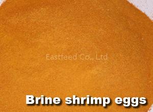 brine shrimp eggs