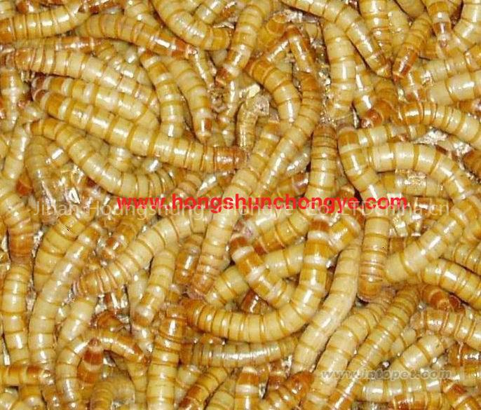 mealworm