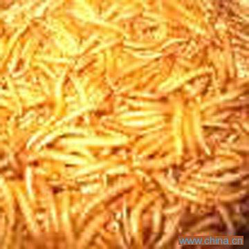 Dried Mealworm