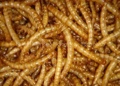 mealworm