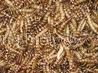 super mealworm