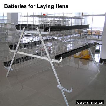 Batteries for Laying Hens
