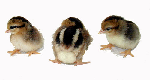 India Healthy Vet