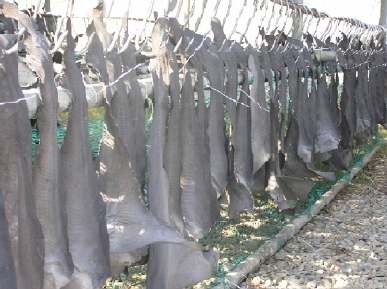 South Korea Dried Blue Shark Fin