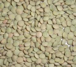Green Lentil