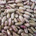 kidney beans