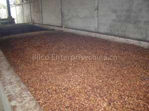 quality cocoa beans ready for shipment