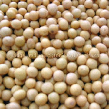 soybean