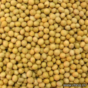 Soya Beans