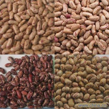 Light Speckled Kidney Beans