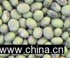 Green Soybean