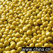 Soybean Extract