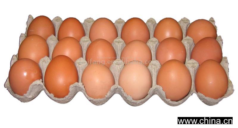 Fresh Egg